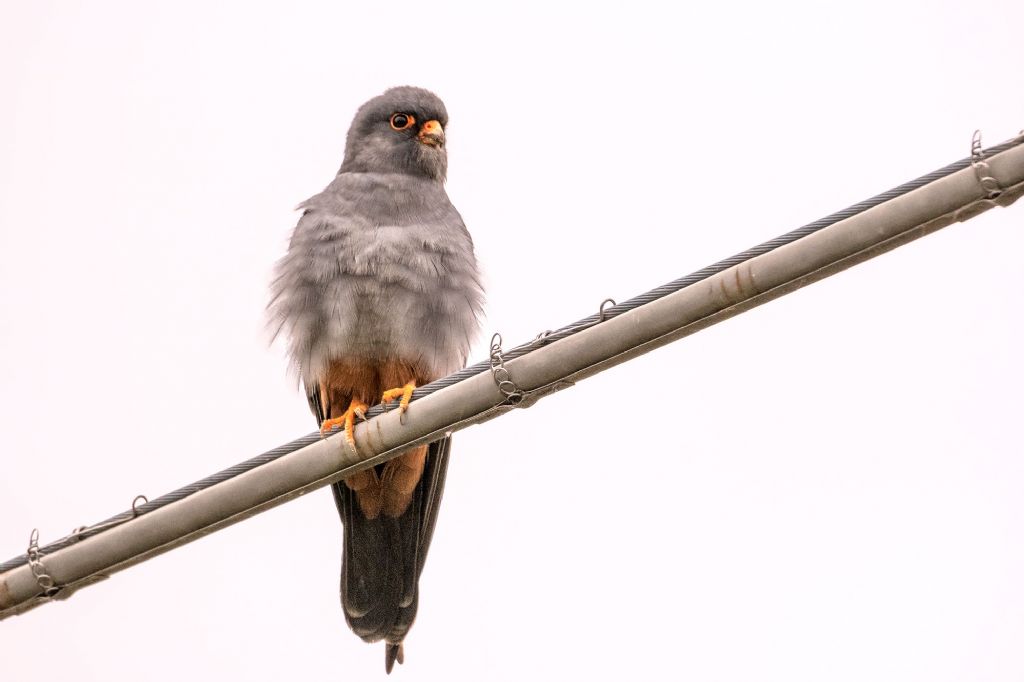 Falco cuculo (Falco vespertinus)